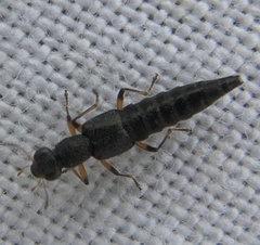 Stenus cicindeloides