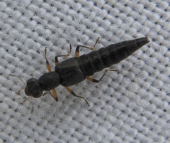 Stenus cicindeloides