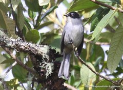 Black-Headed Hemispingus photo 2