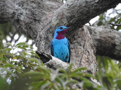 Cotinga cayana