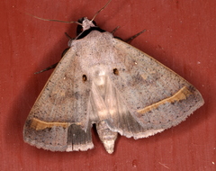 Pantydia capistrata
