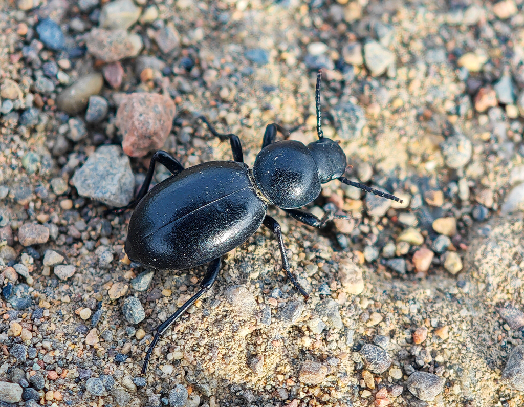 Tentyria asiatica