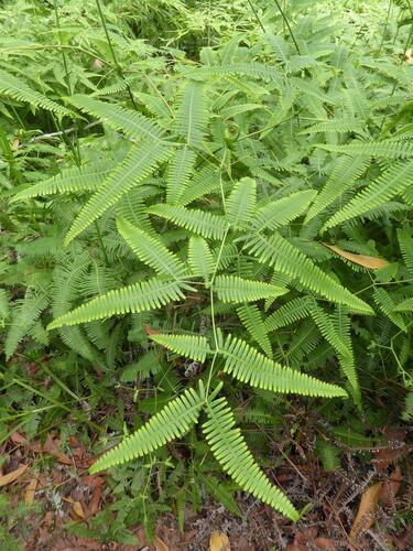 Dicranopteris subpectinata observed 2025-09-17