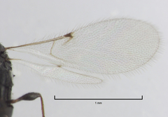 Spilomicrus