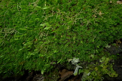 Leptostomum macrocarpum