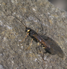 Urocerus flavicornis