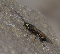 Urocerus flavicornis
