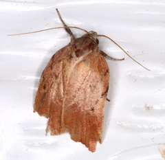 Tortricopsis pyroptis