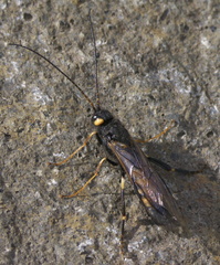 Urocerus flavicornis