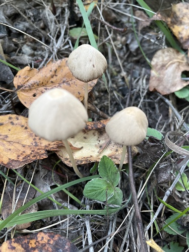 conical brittlestem