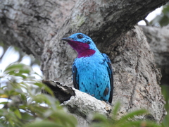 Cotinga cayana