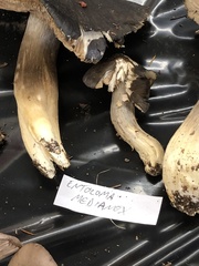 Entoloma medianox