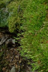 Leptostomum macrocarpum