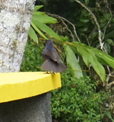 Myophonus borneensis