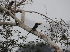 Pteroglossus inscriptus