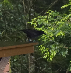 Myophonus borneensis