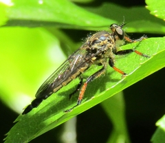 Neoitamus melanopogon