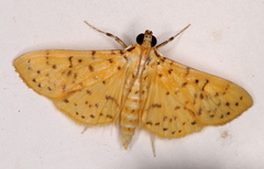 Conogethes
