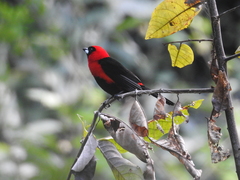 Ramphocelus nigrogularis