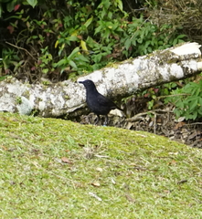 Myophonus borneensis
