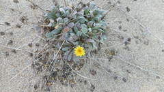 Agoseris apargioides