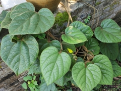 Aristolochia kwangsiensis