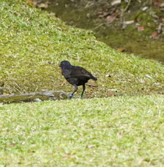 Myophonus borneensis