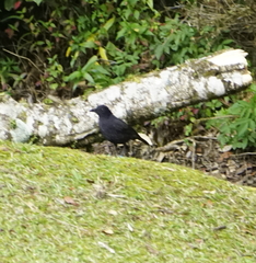 Myophonus borneensis