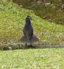 Myophonus borneensis