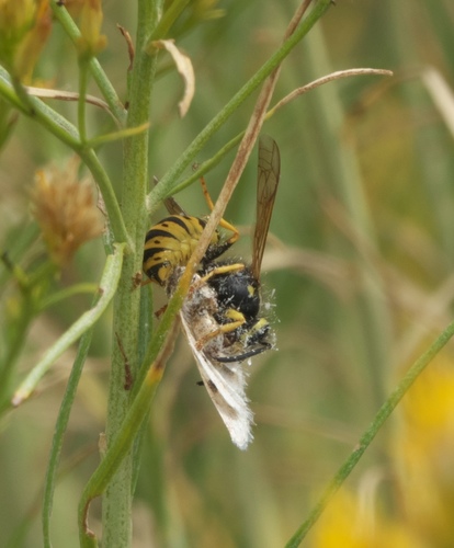 Prairie Yellowjacket photo 4