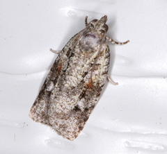 Acropolitis canana