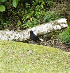 Myophonus borneensis