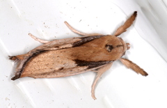 Pilostibes basivitta