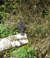 Myophonus borneensis