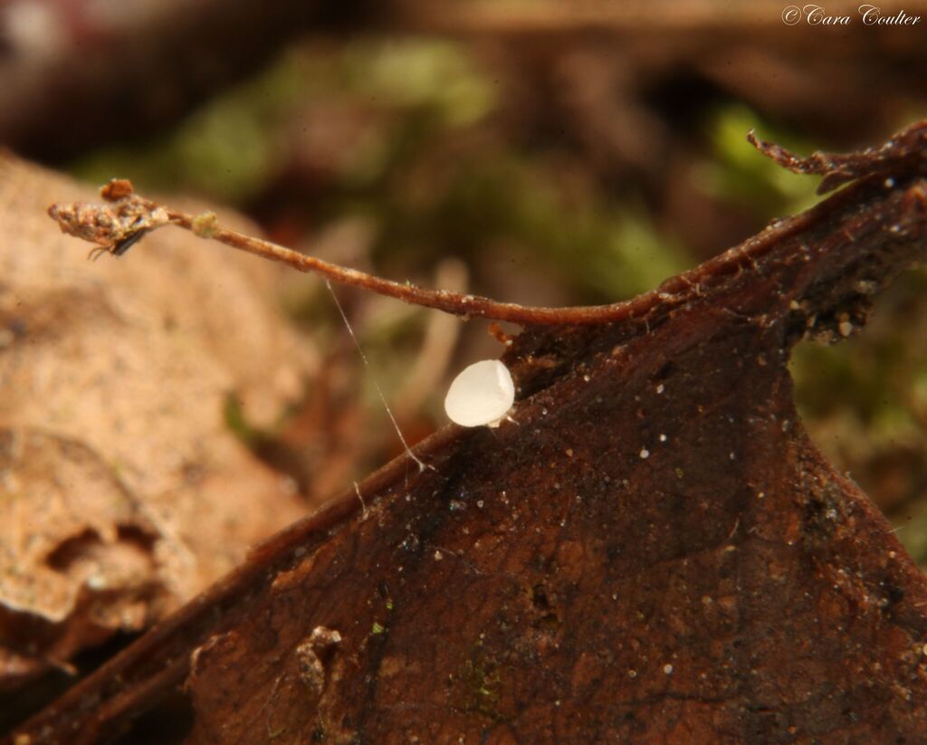Pezoloma sp. 'PA01'