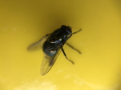 Diptera