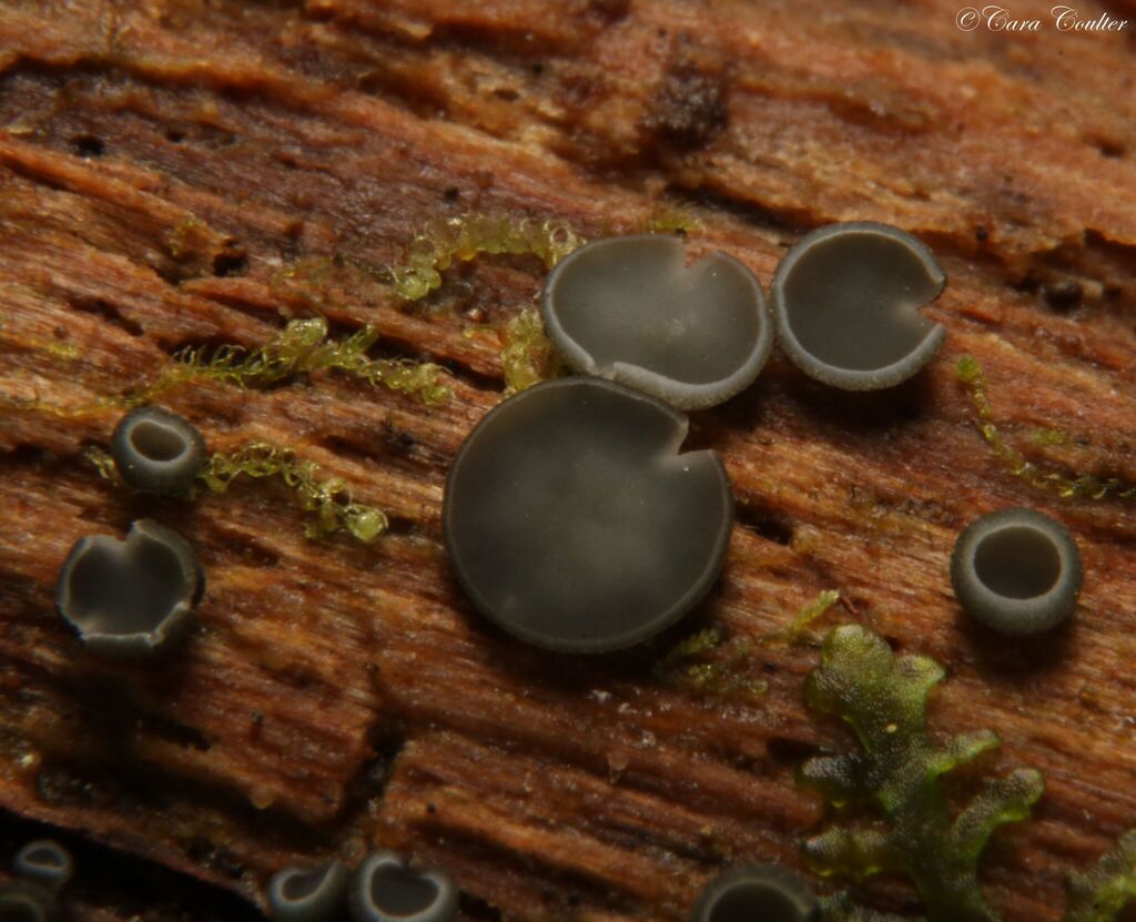 Mollisia sp. 'PA01'