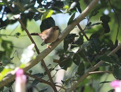 Schoeniparus brunneus