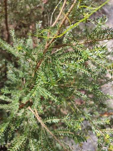 Sannantha bidwillii