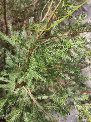 Sannantha bidwillii