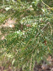 Sannantha bidwillii, photograph (c) Tony van Kampen, some rights reserved (CC BY)