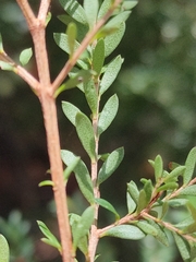 Sannantha bidwillii, photograph (c) Tony van Kampen, some rights reserved (CC BY)