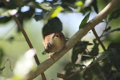 Schoeniparus brunneus