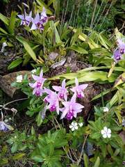 Laelia anceps