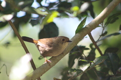 Schoeniparus brunneus