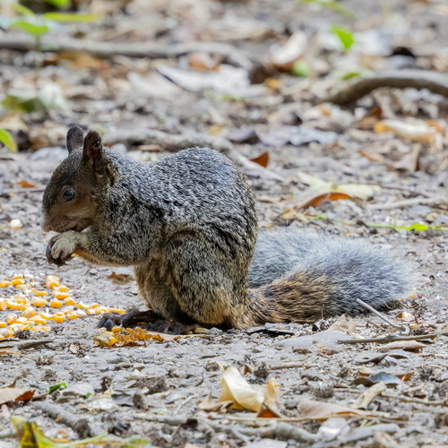 Guayaquil Squirrel