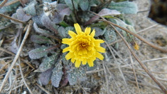 Agoseris apargioides