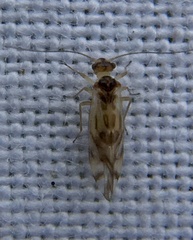 Graphopsocus
