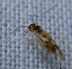 Graphopsocus