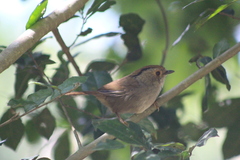 Schoeniparus brunneus